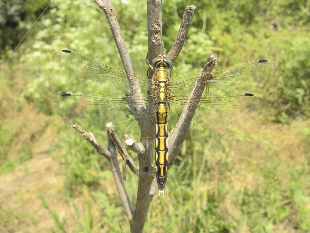 Dragonflies of Dobrudzha Area and Black-Sea Coast (Bulgaria)